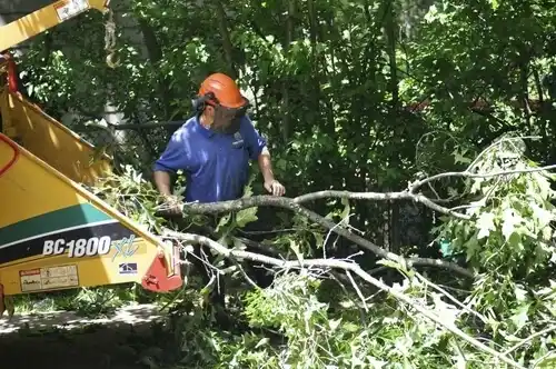 tree services Camargo